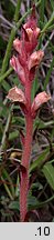 Orobanche kochii (zaraza Kocha)