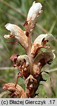 Orobanche caryophyllacea (zaraza przytuliowa)