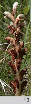 Orobanche caryophyllacea (zaraza przytuliowa)