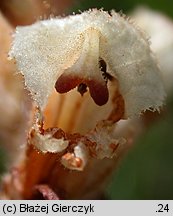 Orobanche caryophyllacea (zaraza przytuliowa)