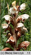 Orobanche caryophyllacea (zaraza przytuliowa)