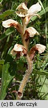 Orobanche caryophyllacea (zaraza przytuliowa)