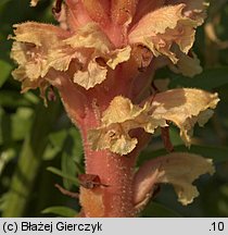 Orobanche centaurina (zaraza Kocha)
