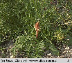 Orobanche kochii (zaraza Kocha)