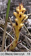 Orobanche bartlingii (zaraza Bartlinga)