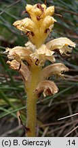 Orobanche bartlingii (zaraza Bartlinga)