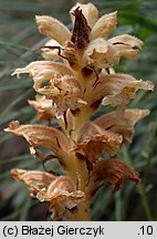 Orobanche bartlingii (zaraza Bartlinga)