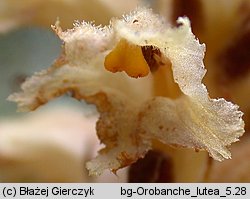 Orobanche bartlingii (zaraza Bartlinga)