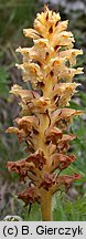 Orobanche bartlingii (zaraza Bartlinga)