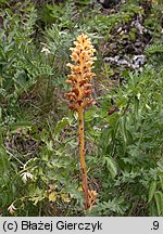 Orobanche bartlingii (zaraza Bartlinga)