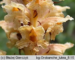 Orobanche bartlingii (zaraza Bartlinga)