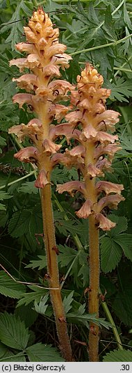 Orobanche bartlingii (zaraza Bartlinga)