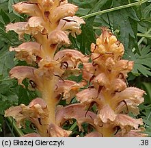 Orobanche bartlingii (zaraza Bartlinga)