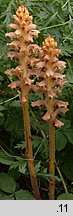 Orobanche bartlingii (zaraza Bartlinga)