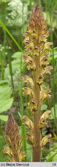 Orobanche pallidiflora (zaraza bladokwiatowa)