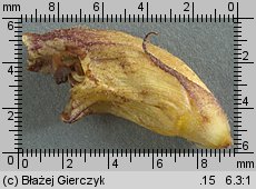 Orobanche pallidiflora (zaraza bladokwiatowa)