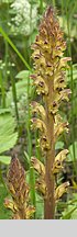 Orobanche pallidiflora (zaraza bladokwiatowa)