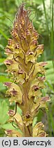 Orobanche pallidiflora (zaraza bladokwiatowa)