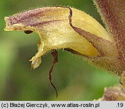 Orobanche pallidiflora (zaraza bladokwiatowa)