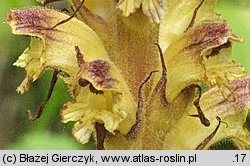 Orobanche pallidiflora (zaraza bladokwiatowa)