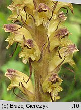 Orobanche pallidiflora (zaraza bladokwiatowa)