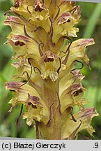 Orobanche pallidiflora (zaraza bladokwiatowa)