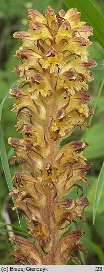 Orobanche pallidiflora (zaraza bladokwiatowa)