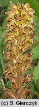 Orobanche pallidiflora (zaraza bladokwiatowa)