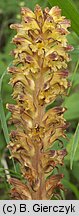 Orobanche pallidiflora (zaraza bladokwiatowa)