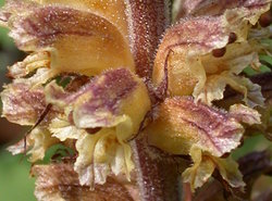 Orobanche pallidiflora (zaraza bladokwiatowa)