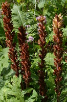 Orobanche pallidiflora (zaraza bladokwiatowa)