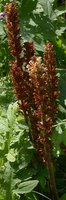 Orobanche pallidiflora (zaraza bladokwiatowa)