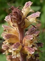 Orobanche pallidiflora (zaraza bladokwiatowa)