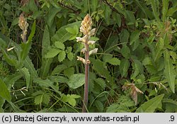 Orobanche picridis (zaraza goryczelowa)