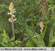 Orobanche picridis (zaraza goryczelowa)