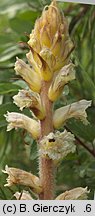 Orobanche picridis (zaraza goryczelowa)