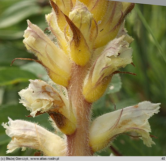 Orobanche picridis (zaraza goryczelowa)