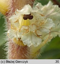 Orobanche picridis (zaraza goryczelowa)