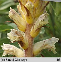 Orobanche picridis (zaraza goryczelowa)