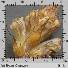 Orobanche picridis (zaraza goryczelowa)