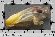 Orobanche picridis (zaraza goryczelowa)