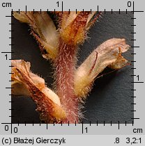 Orobanche picridis (zaraza goryczelowa)