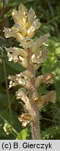 Orobanche picridis (zaraza goryczelowa)