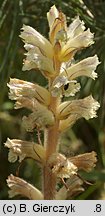 Orobanche picridis (zaraza goryczelowa)