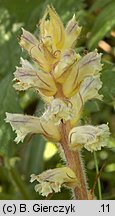 Orobanche picridis (zaraza goryczelowa)