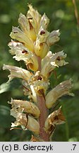 Orobanche picridis (zaraza goryczelowa)