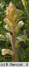 Orobanche picridis (zaraza goryczelowa)