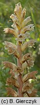 Orobanche picridis (zaraza goryczelowa)