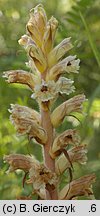 Orobanche picridis (zaraza goryczelowa)