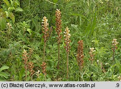 Orobanche picridis (zaraza goryczelowa)